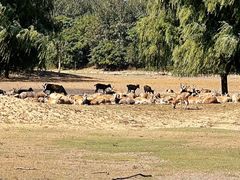 -北京麋鹿生态实验中心