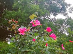 -胡里山炮台