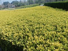 -白塘生态植物园