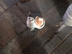 -创凡宠物医院·骨专科  猫科中心(西乡分院)