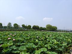-阳澄湖半岛旅游度假区