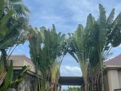 -海南清水湾莱佛士酒店