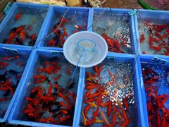 -桂林市花鸟市场