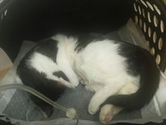 -伟伟宠物医院·瑞派猫友好医院·猫科(光谷店)