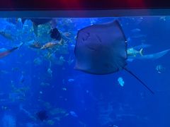 -太平洋海底世界