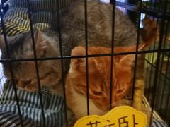 -蜜蜂家的红茶馆(华府店)