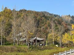 -千年银杏谷文化旅游区