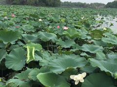 -荷塘月色湿地公园·向阳花洲