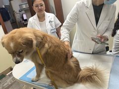 -美联众合动物医院·24h转诊中心