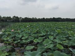 -荷塘月色湿地公园·向阳花洲