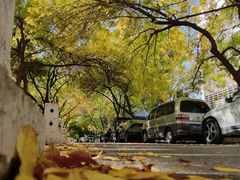 -三里屯东五街银杏大道