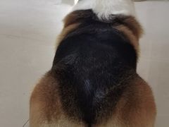 -宠福鑫康馨动物医院·骨科·眼科