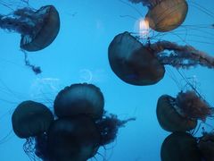 -太平洋海底世界