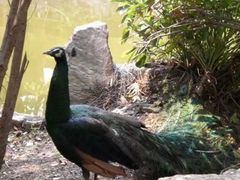 -瑞丽独树成林风景区