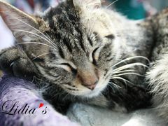 猫-Sirena海妖日咖夜酒