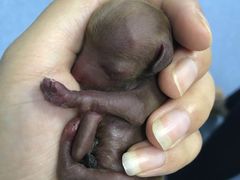 -中农大我爱我爱24h动物医院·中医针灸·猫专科·骨科医疗中心(双井店)