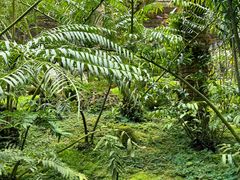 -深圳仙湖植物园