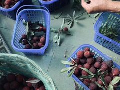 -西山樟坞健康果园枇杷杨梅采摘