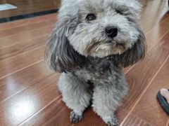 -宠物星动物医院·眼科·异宠·猫科(江南大道总院)