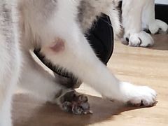 -Husky Go! 哈士奇体验馆·宠物咖啡厅狗咖