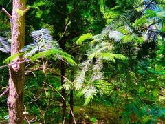 -国家植物园南园