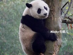 -都江堰中华大熊猫苑