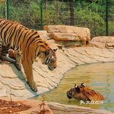 长沙周边亲子游🟠藏于静谧茶乡的老虎园子🐯