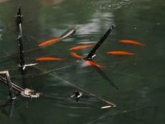 -日照海滨国家森林公园