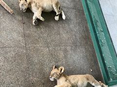 -秦皇岛野生动物园