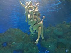 -芜湖新华联大白鲸海洋公园