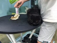 -老吴的猫·猫舍(新区店)