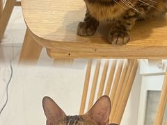 -楼上猫咖(罗湖店)