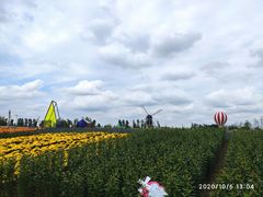 -荷兰花海