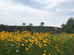 -大塘金香草谷