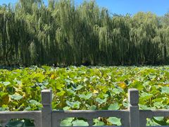 -莲花池公园