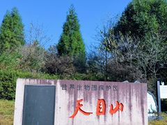 -天目山大树王景区