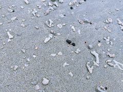 -贝壳沙滩