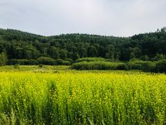 -塞罕坝国家级自然保护区