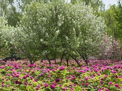 -洛阳市隋唐城遗址植物园