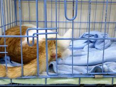 -瑞鹏宠物医院·猫科·宠保定点(梅溪湖分院)