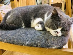 -滚猫咖啡·猫咖·猫友好撸猫(未来城店)