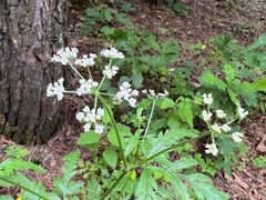 -帽儿山国家森林公园