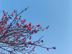 -杭州植物园
