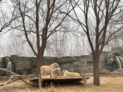 -北京野生动物园