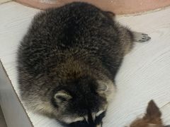 -浣熊柯尔鸭土拨鼠·电玩咖