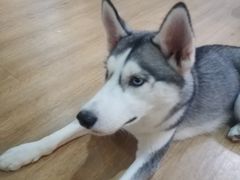 -Husky Go! 哈士奇体验馆·宠物咖啡厅狗咖