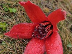 -陈李济中药博物馆