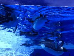 -海合安成都极地海洋公园