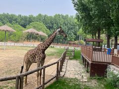 -北京野生动物园