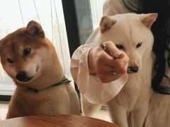 -柴犬小屋·柴餐厅·狗咖食堂(金鼎广场店)